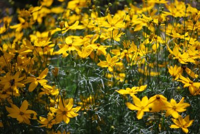 Coreopsis verticillata - krásnoočko přeslenité - květy a stonky